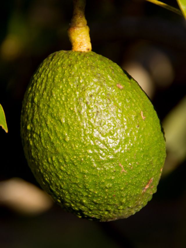 महंगा एवोकाडो खरीदना छोड़ें! घर में ऐसे उगाएं पौधा