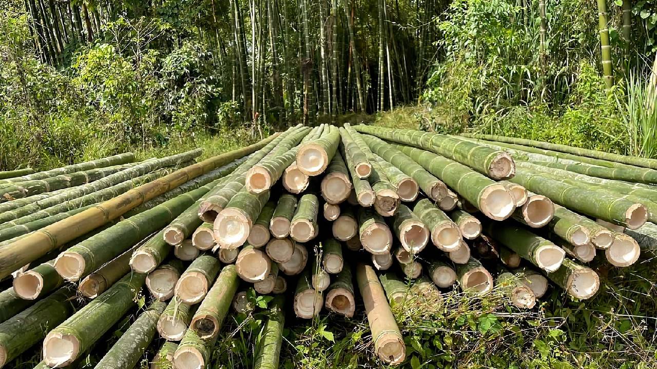 Bamboo Cultivation Called Green Gold Due To High Earning In Low Cost Bamboo Will Change The Fortunes Of Farmers