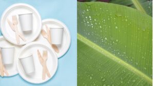 प्लास्टिक थाली से भी ज्यादा महंगा हुआ केले का पत्ता, 90 रुपये में मिल रहे केवल 5 पत्ते