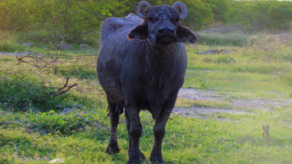Banni Bhains: दरअसल हम बात कर रहे हैं बन्नी भैंस की जो कि, किसी भी तापमान में खुद को आसानी से ढाल लेती है. तेज गर्मी हो या ठंड, इसका स्वास्थ्य ज्यादा प्रभावित नहीं होता, इसलिए यह हर क्षेत्र के पशुपालकों के लिए भरोसेमंद नस्ल मानी जाती है.