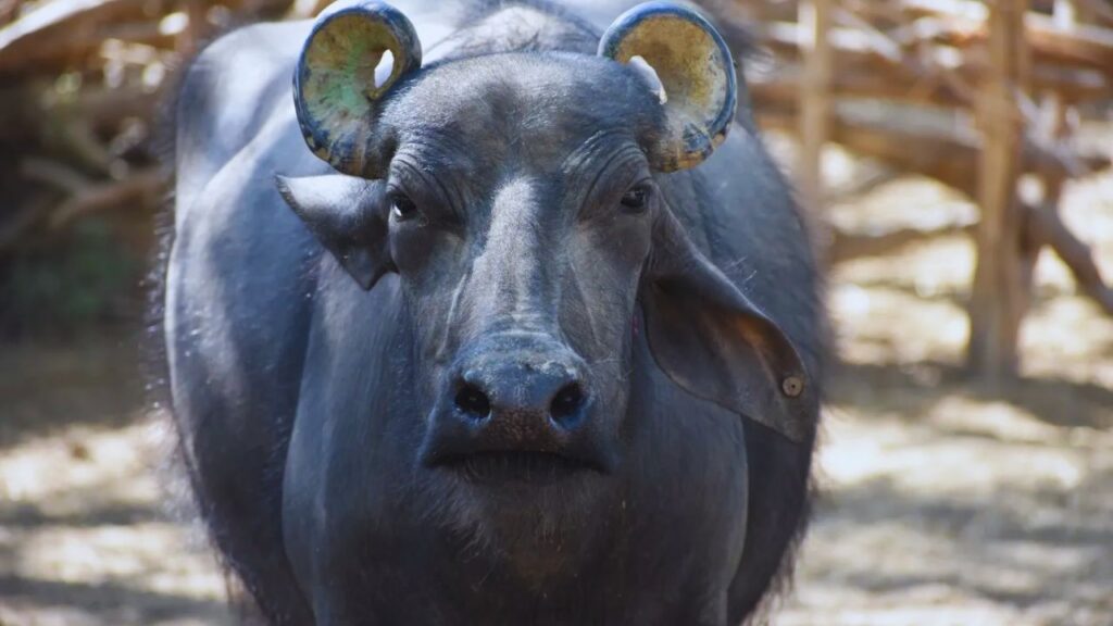 Banni Buffalo: इस नस्ल की सबसे बड़ी खासियत यह है कि इसे ज्यादा पानी की जरूरत नहीं पड़ती. सूखे या कम जल संसाधन वाले इलाकों में भी बन्नी भैंस आसानी से पाली जा सकती है.
