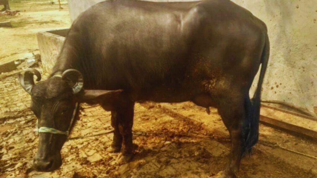 Banni Bhains Palan: बन्नी भैंस के सींग मध्यम से बड़े आकार के होते हैं, जो मुड़े हुए और ऊपर की ओर उठे रहते हैं. यही अनोखी बनावट इसे दूसरी नस्लों से अलग और खास बनाती है.