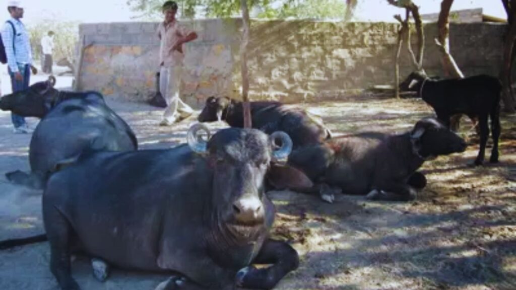 Banni Buffalo Farming: पशुपालन और डेयरी विभाग के अनुसार, बन्नी भैंस मुख्य रूप से गुजरात में पाई जाती है. इसकी उपयोगिता और मजबूती के कारण अब यह देशभर में चर्चा में है.