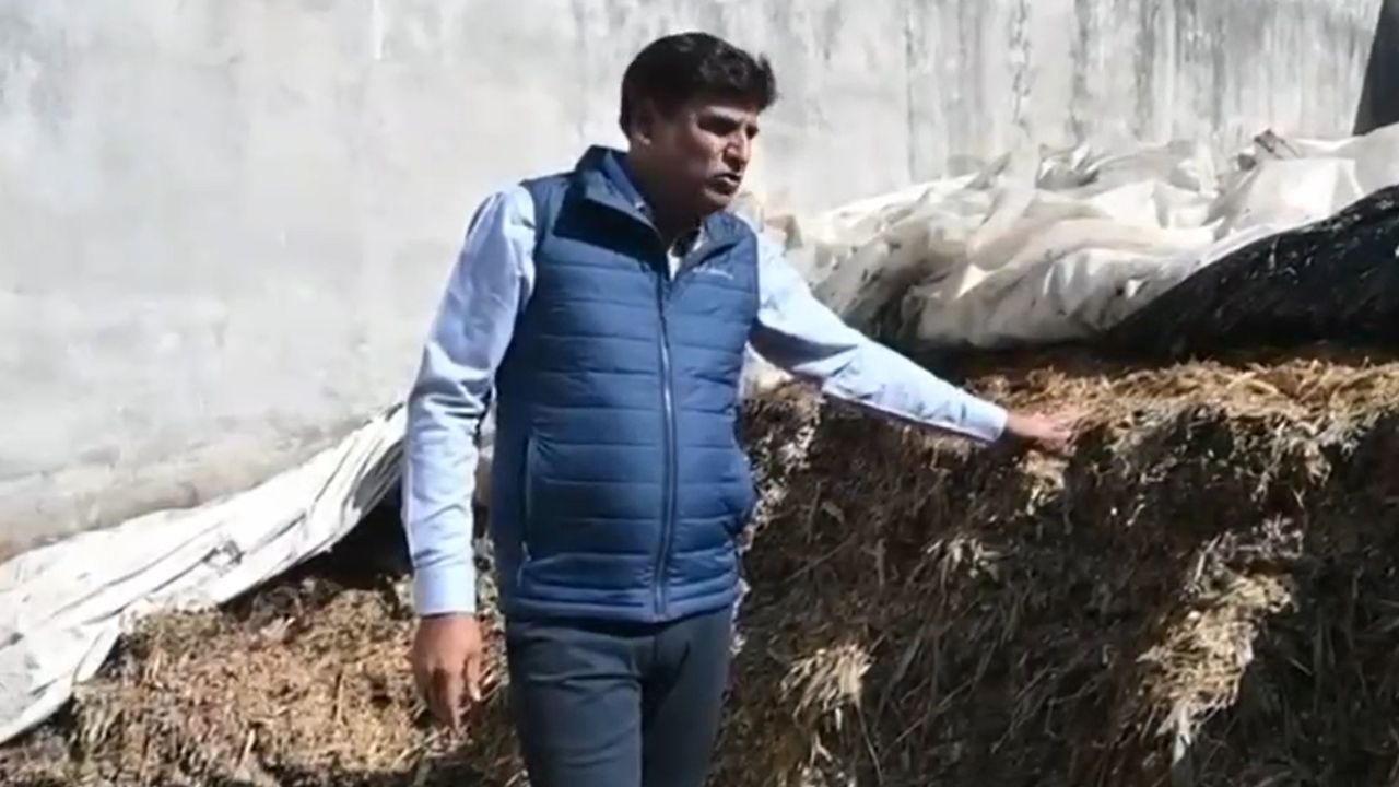 मक्के से बने साइलेज का कमाल, गाय ने एक दिन में 29 लीटर दूध देकर बनाया रिकॉर्ड