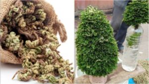 रामायण काल से जुड़ी है संजीवनी पौधे की कहानी, पानी मिलते ही हो जाता है हरा-भरा, जानें इसके फायदे