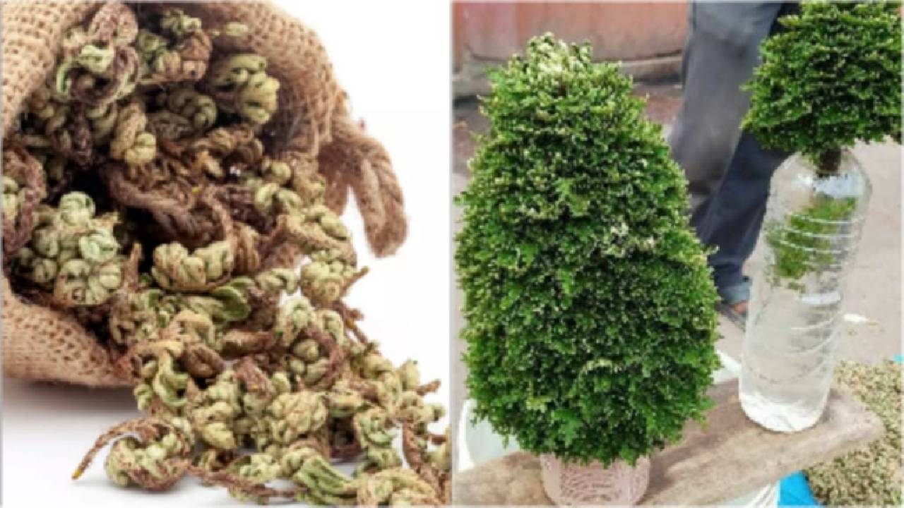 रामायण काल से जुड़ी है संजीवनी पौधे की कहानी, पानी मिलते ही हो जाता है हरा-भरा, जानें इसके फायदे