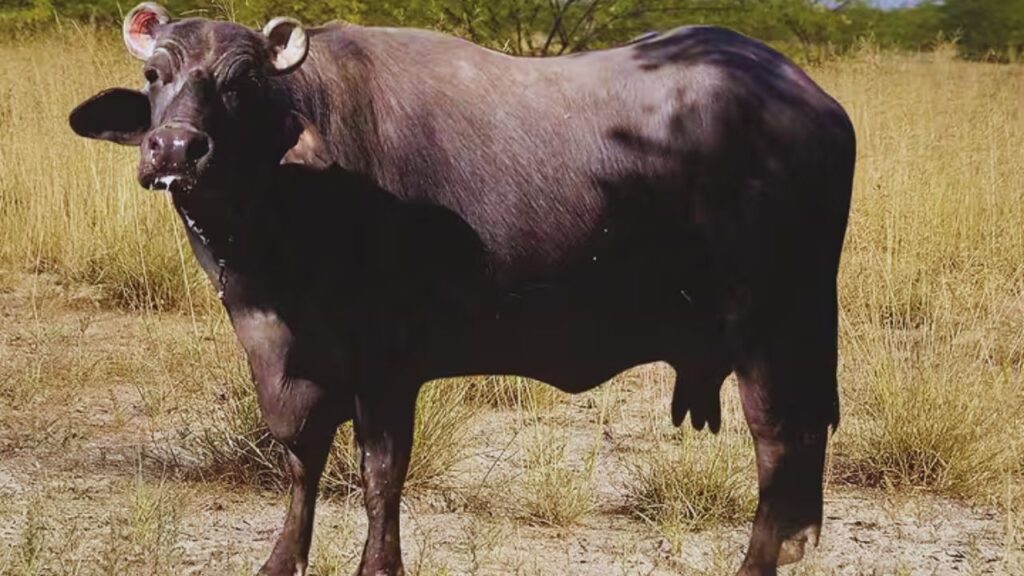 Buffalo Farming: यह भैंस मध्यम से बड़े आकार की होती है और इसकी शारीरिक संरचना ग्रामीण डेयरी जरूरतों के हिसाब से बेहद उपयुक्त मानी जाती है, जिससे रखरखाव भी आसान रहता है.