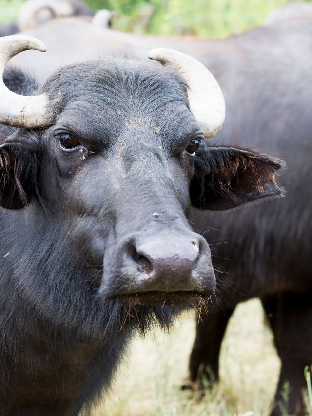 मुर्रा या जाफराबादी, डेयरी के लिए कौन सी भैंस है बेस्ट?