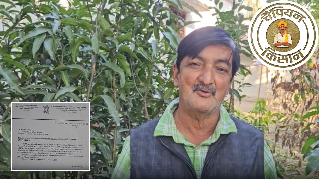 बिहार के मैंगो मैन ने तैयार की आम की नई किस्म चितरंजन, 40 साल की मेहनत रंग लाई, ICAR से मिला सम्मान