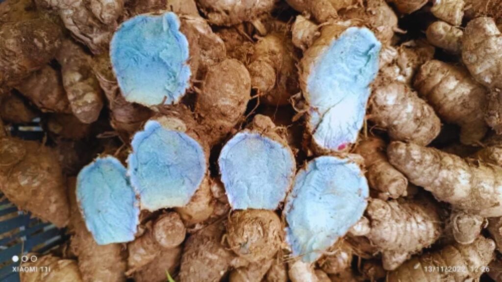 संसद के विंटर सेशन के दौरान प्रियंका गांधी वाड्रा द्वारा ब्लू हल्दी का जिक्र किए जाने के बाद यह खास हल्दी चर्चा में आ गई. उन्होंने बताया कि ब्लू हल्दी उनकी रोजमर्रा की डाइट का हिस्सा है और प्रदूषण से बचाव में मदद करती है, जिससे इसके स्वास्थ्य लाभों को लेकर लोगों में जिज्ञासा बढ़ी.