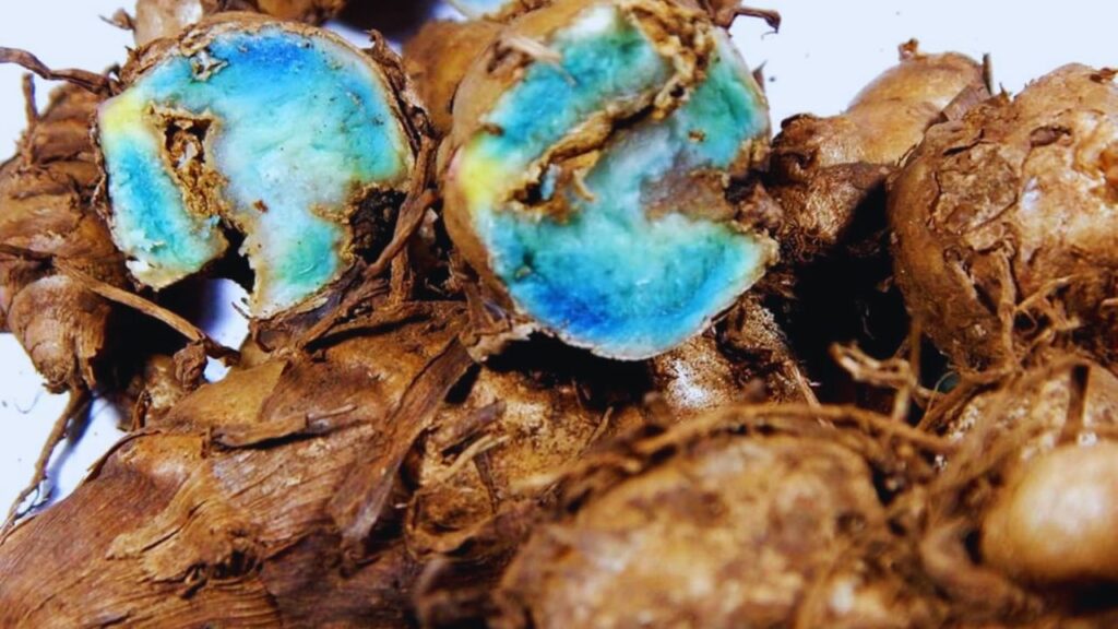 ब्लू हल्दी को काली हल्दी या Curcuma caesia कहा जाता है. बाहर से भूरी और अंदर से नीले-बैंगनी रंग की यह हल्दी आम पीली हल्दी से अलग होती है. इसकी खुशबू कपूर जैसी होती है और इसमें करक्यूमिन की मात्रा अधिक पाई जाती है.