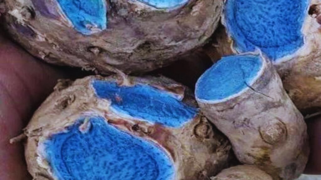 इसमें मौजूद एंटीऑक्सीडेंट, एंटी-इंफ्लेमेटरी और एंटी-बैक्टीरियल गुण शरीर की रोग प्रतिरोधक क्षमता बढ़ाते हैं. कपूर, आर्टुर्मेरोन जैसे तत्व सूजन कम करने और शरीर को संक्रमण से बचाने में सहायक होते हैं.