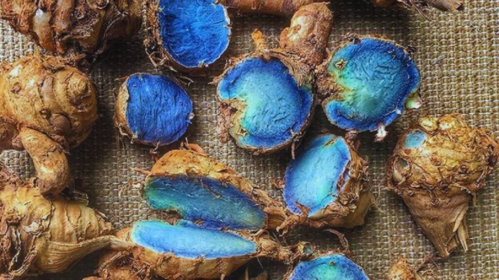 ब्लू हल्दी को प्रदूषण से होने वाली समस्याओं में फायदेमंद माना जाता है. यह गले की जलन, एलर्जी और सांस से जुड़ी दिक्कतों को शांत करने में मदद करती है. इसके नियमित सेवन से फेफड़ों को मजबूती मिलती है.