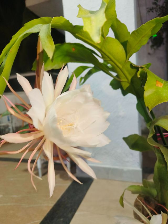 घर पर लगाएं दिव्य ब्रह्म कमल का पौधा, जानें Steps!