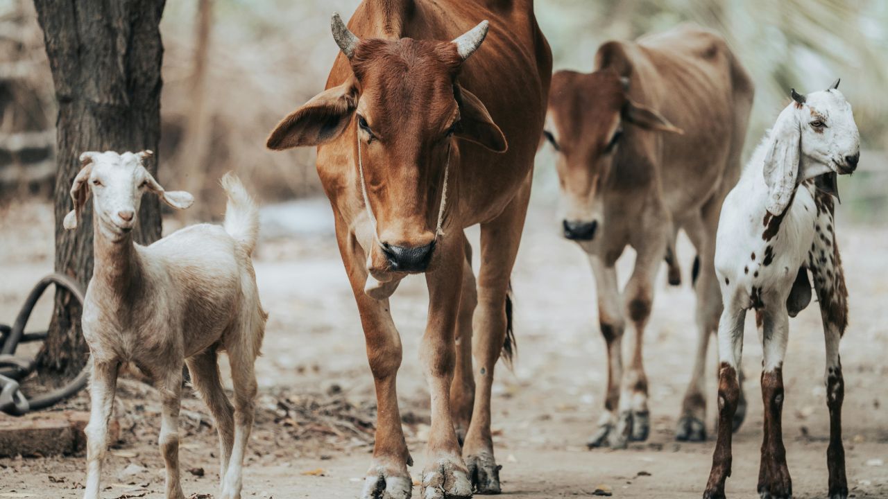 How Three Livestock Can Make Farmers Millionaires