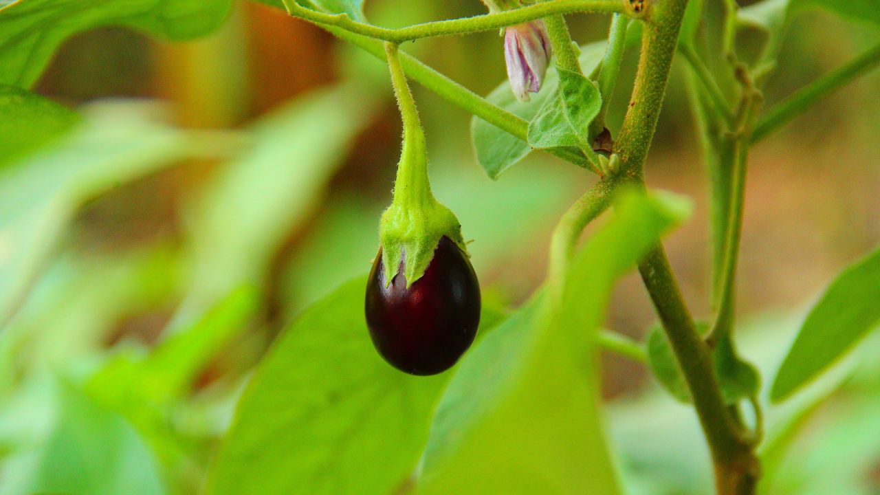 Brinjal Plants Not Flowering Try These Simple Home Remedies Ensure They Are Full Fruit