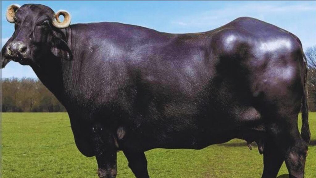 Bhains Palan: बन्नी भैंस रोजाना औसतन करीब 15 लीटर दूध देती है. कम देखभाल में अच्छा दूध उत्पादन होने की वजह से इसे पशुपालकों के लिए ‘सोना’ कहा जाता है.