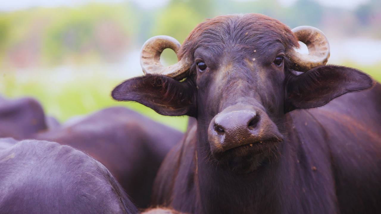 Buffalo Farming: पशुपालकों को मालामाल कर रही है ये भैंस.. रोज देती है 15 लीटर दूध