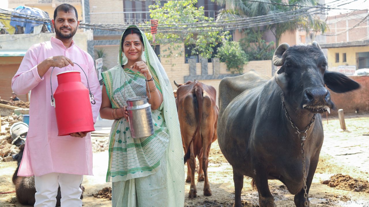 Dairy Department To Launch New Scheme For Haryana Women Cattle Farmers Cm Nayab Saini Said Milk Producers Societies In Each Villages