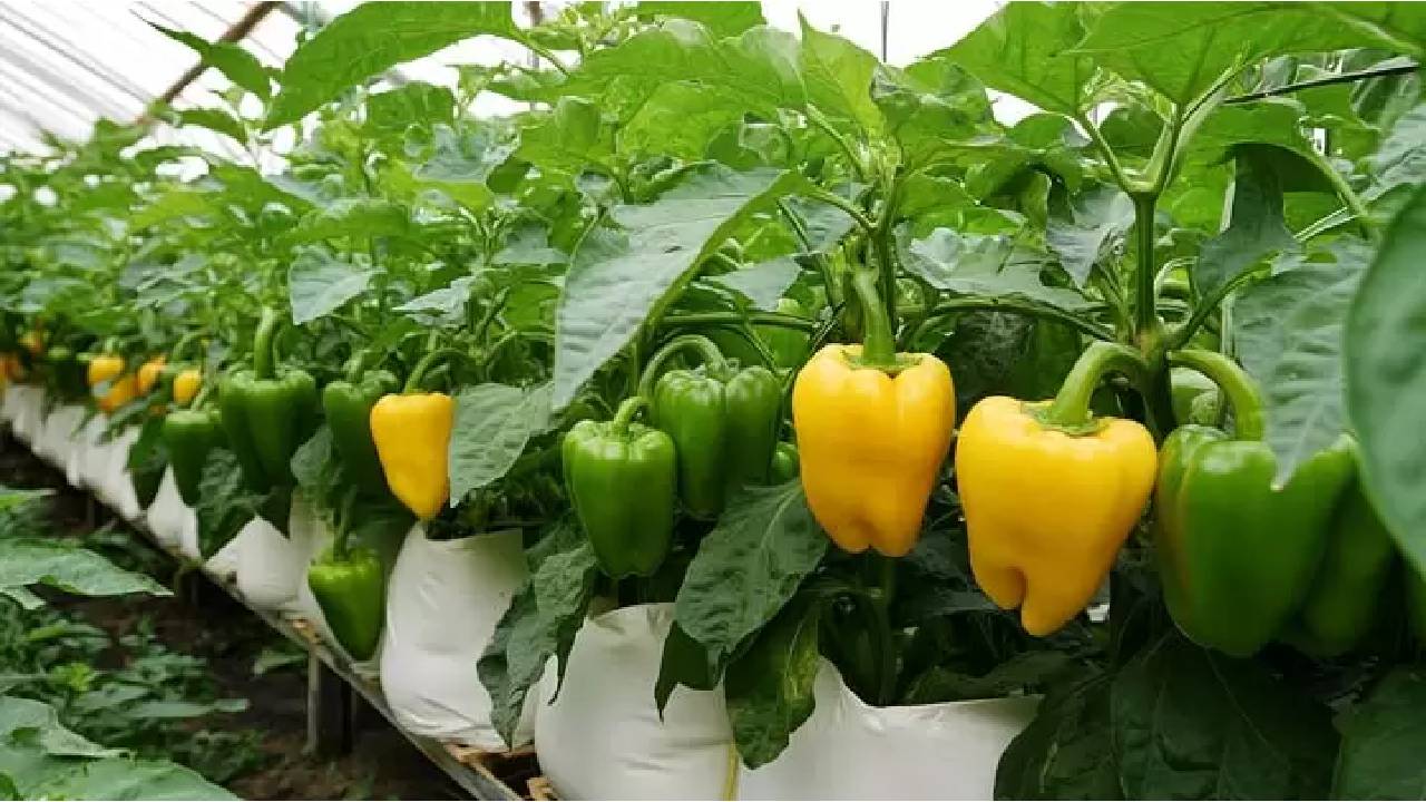 Shimla Mirch Ki Kheti Right Way To Grow Capsicum At Home