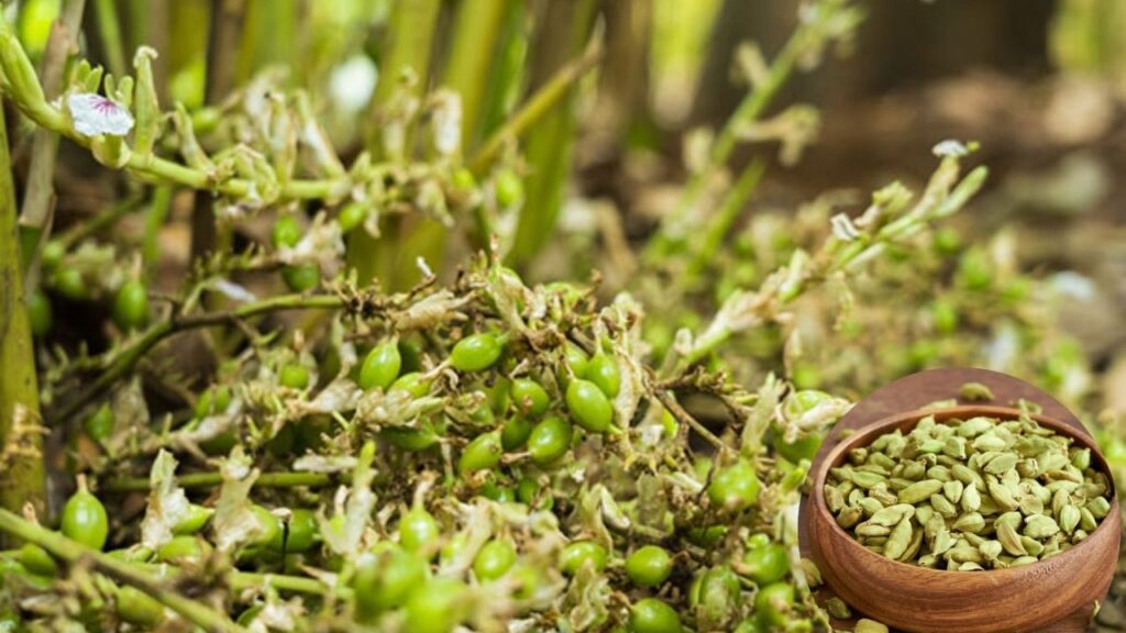 Cardamom Farming