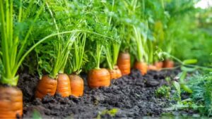 Carrot Farming: ठंड में गाजर की खेती दिलाएगी चार गुना मुनाफा, बुवाई से पहले जान लें बेस्ट गाजर किस्में