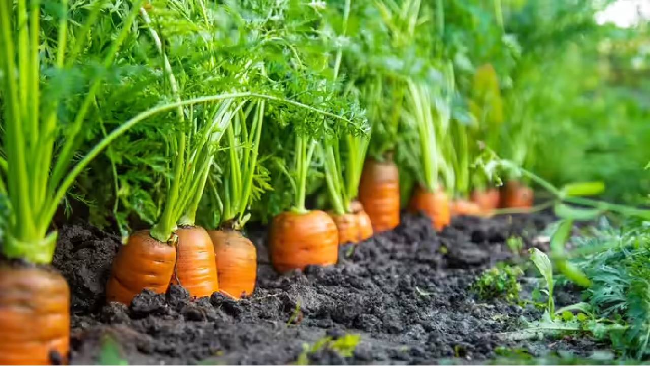 Carrot Cultivation Farmers Are Earning Lakhs From Carrot Farming Know How To Make It A Profitable Deal
