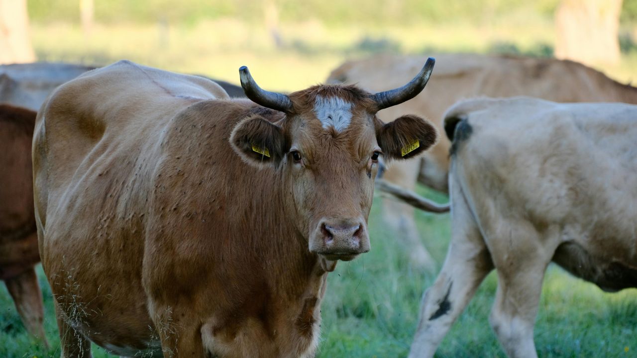 Cattle Care In Winter Are Cows Sick As Cold Sets In Save Their Lives And Improve Their Health With These Simple Steps