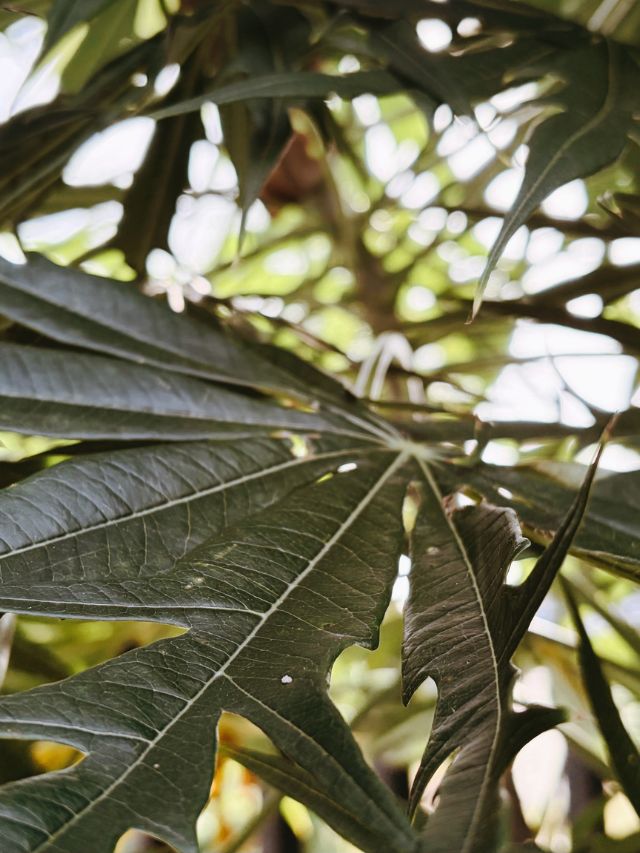 मिट्टी को सोना बना देंगे ये पत्ते, जानें इस्तेमाल का तरीका!