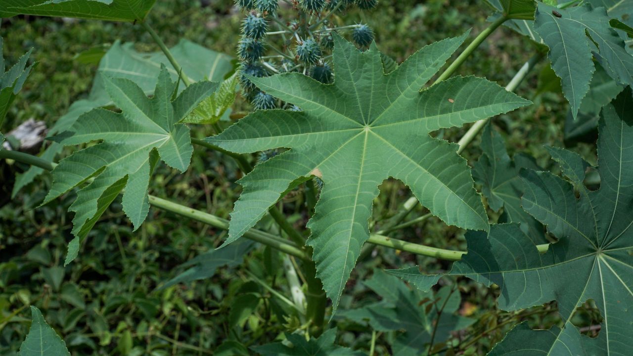 दुधारू पशुओं के लिए इस पेड़ का पत्ता बना टॉनिक, बिना खर्च दूध बढ़ाने का देसी अचूक नुस्खा