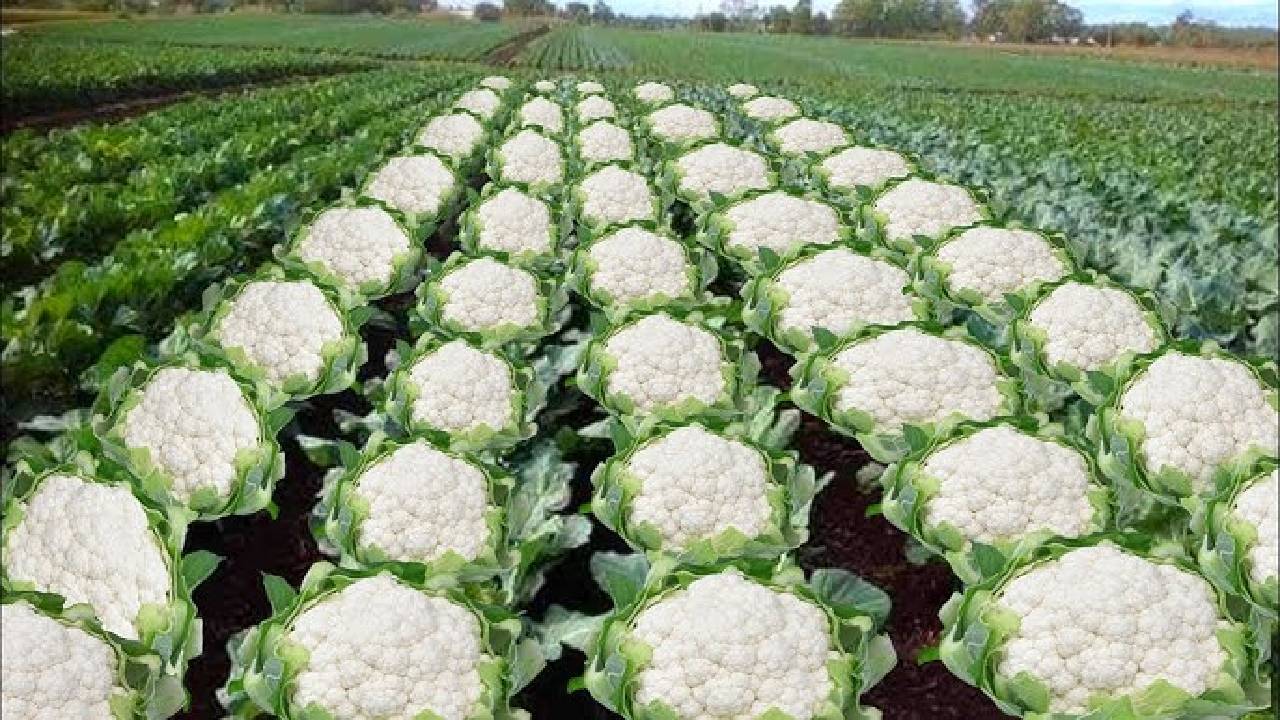 Fulgobhi Ki Kheti Farmers Can Earn Millions Of Rupees From The Snowball Variety Of Cauliflower