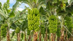 जलगांव में 200 करोड़ की लागत से बनेगा केला क्लस्टर, केंद्र से मिली मंजूरी.. इस तरह की होंगी लेटेस्ट सुविधाएं जलगांव में 200 करोड़ की लागत से बनेगा केला क्लस्टर, केंद्र से मिली मंजूरी.. इस तरह की होंगी लेटेस्ट सुविधाएं