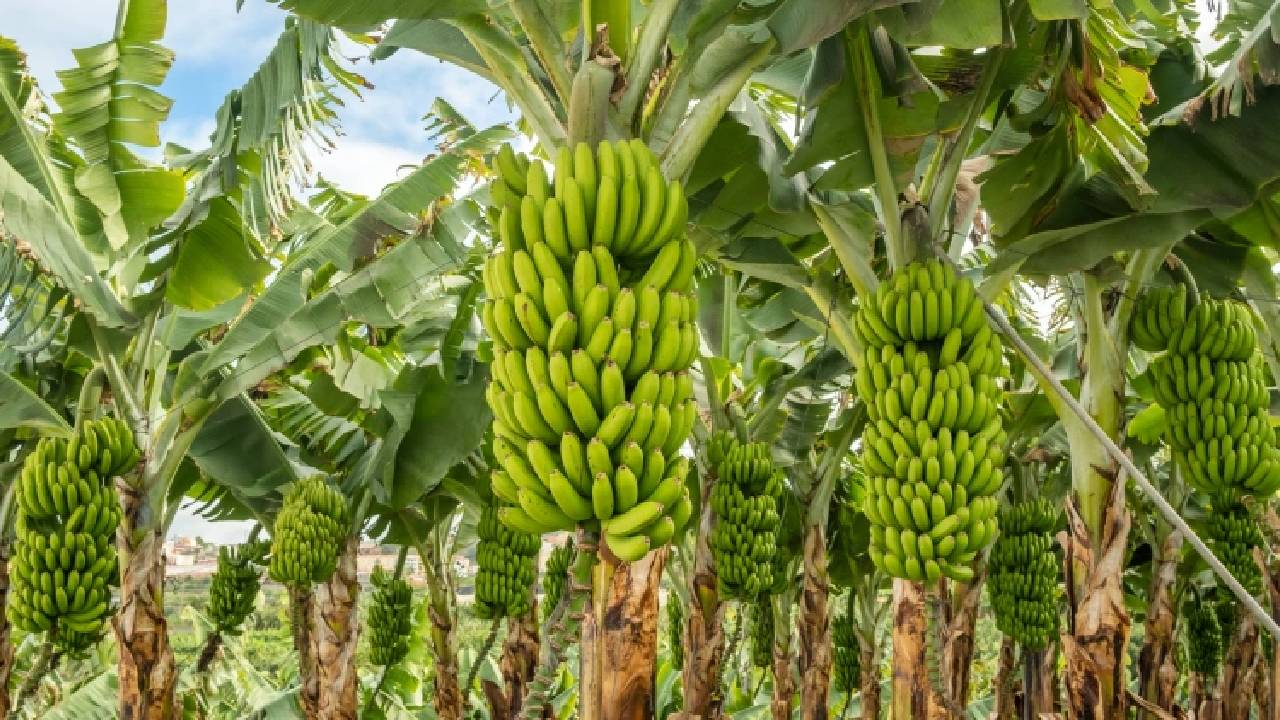 फसल बीमा क्लेम में धांधली, बिना खेती किए ही कर दिए दावे.. पकड़ी गईं 217 करोड़ की गड़बड़ियां