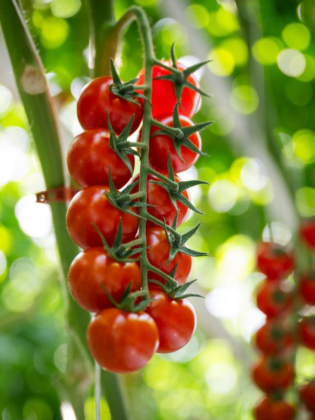 घर पर गमले में उगाएं चेरी Tomato, जानें आसान स्टेप्स!