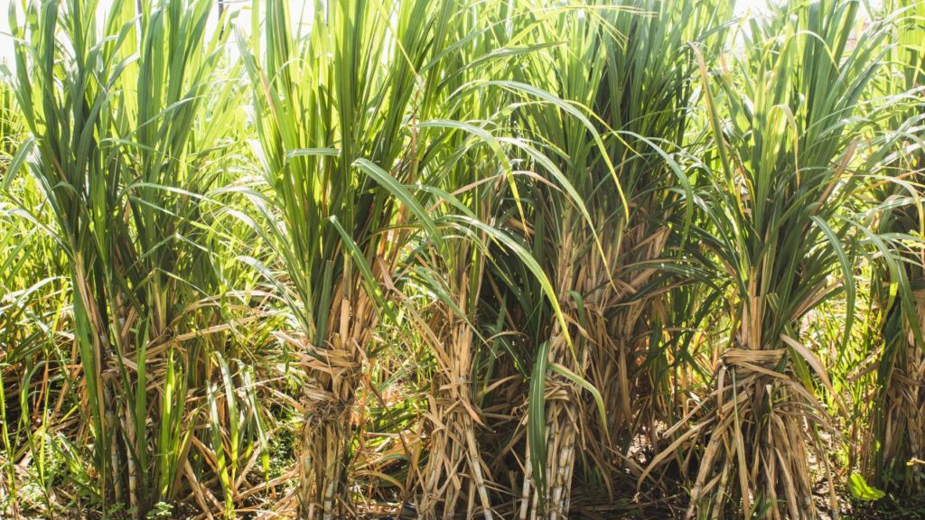 Sugarcane Farming