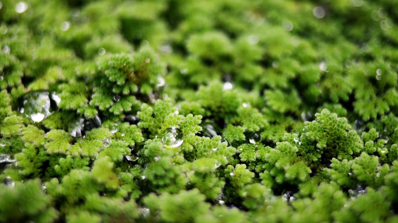 Azolla Fodder Which Grows Water Increase Milk Yield Cows And Buffaloes At Low Cost