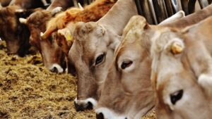 मौसम बदलते ही क्यों बीमार पड़ते हैं पशु? जानिए विटामिन और मिनरल की सबसे अहम जरूरत