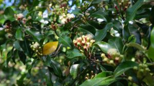 एक बार लौंग का पौधा लगा दें.. कई साल तक होती रहेगी लगातार कमाई! जानें कैसे