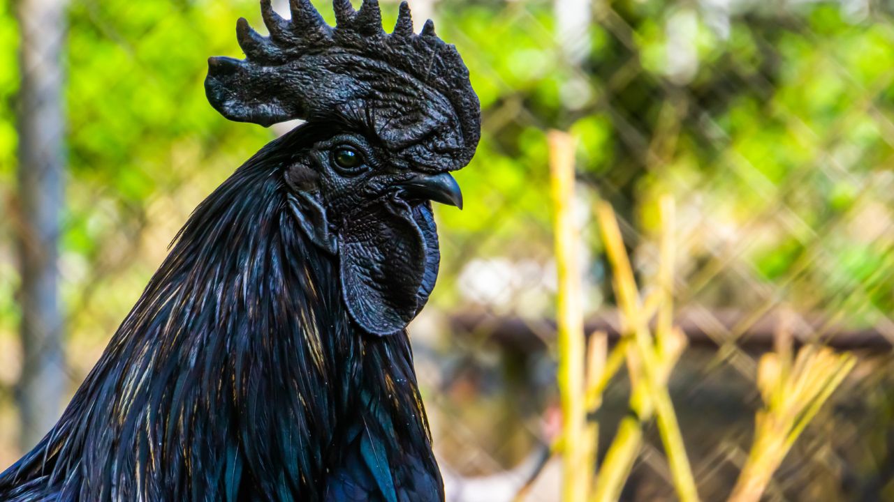 World Most Expensive Egg Sells For 4000 Rs Learn Why It Sells So Expensively