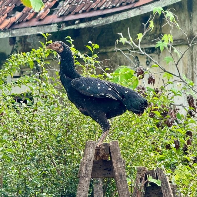 Ayam Cemani