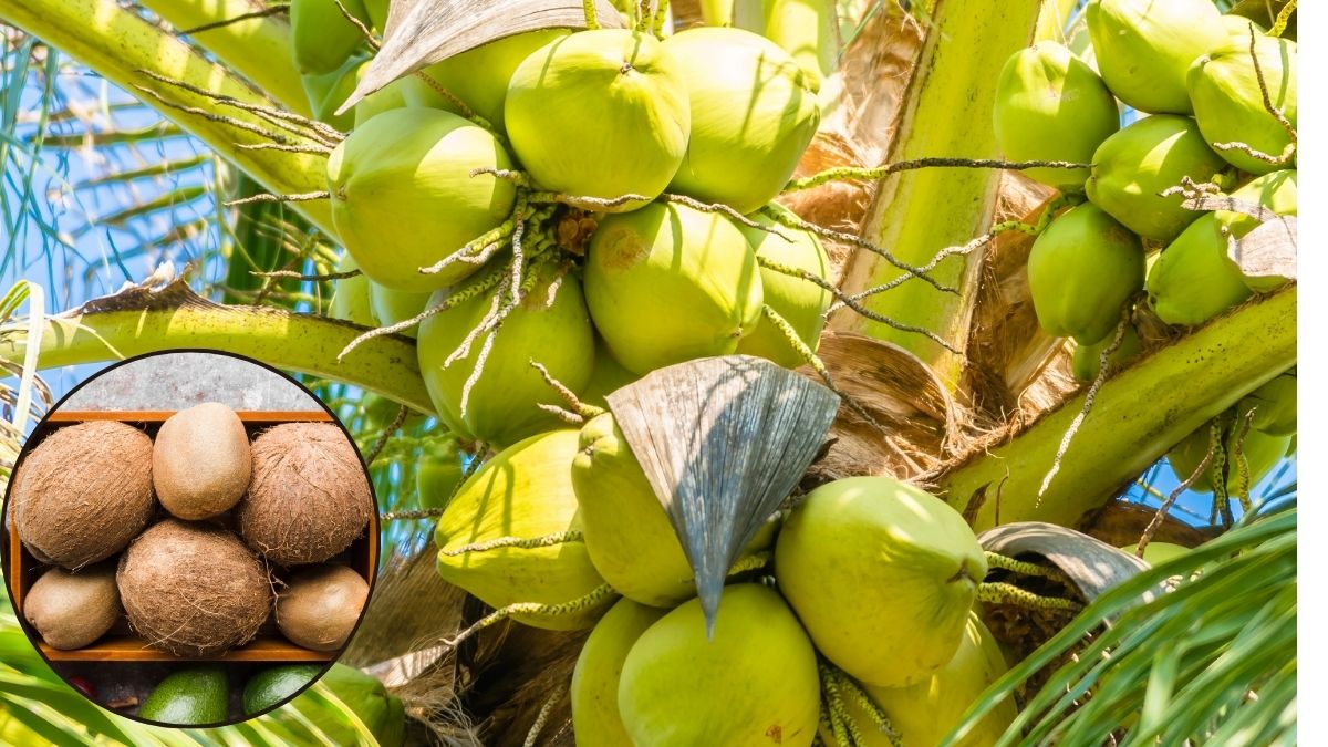 Central Government Has Increased The Copra Msp Cabinet Has Approved It Copra Farmer