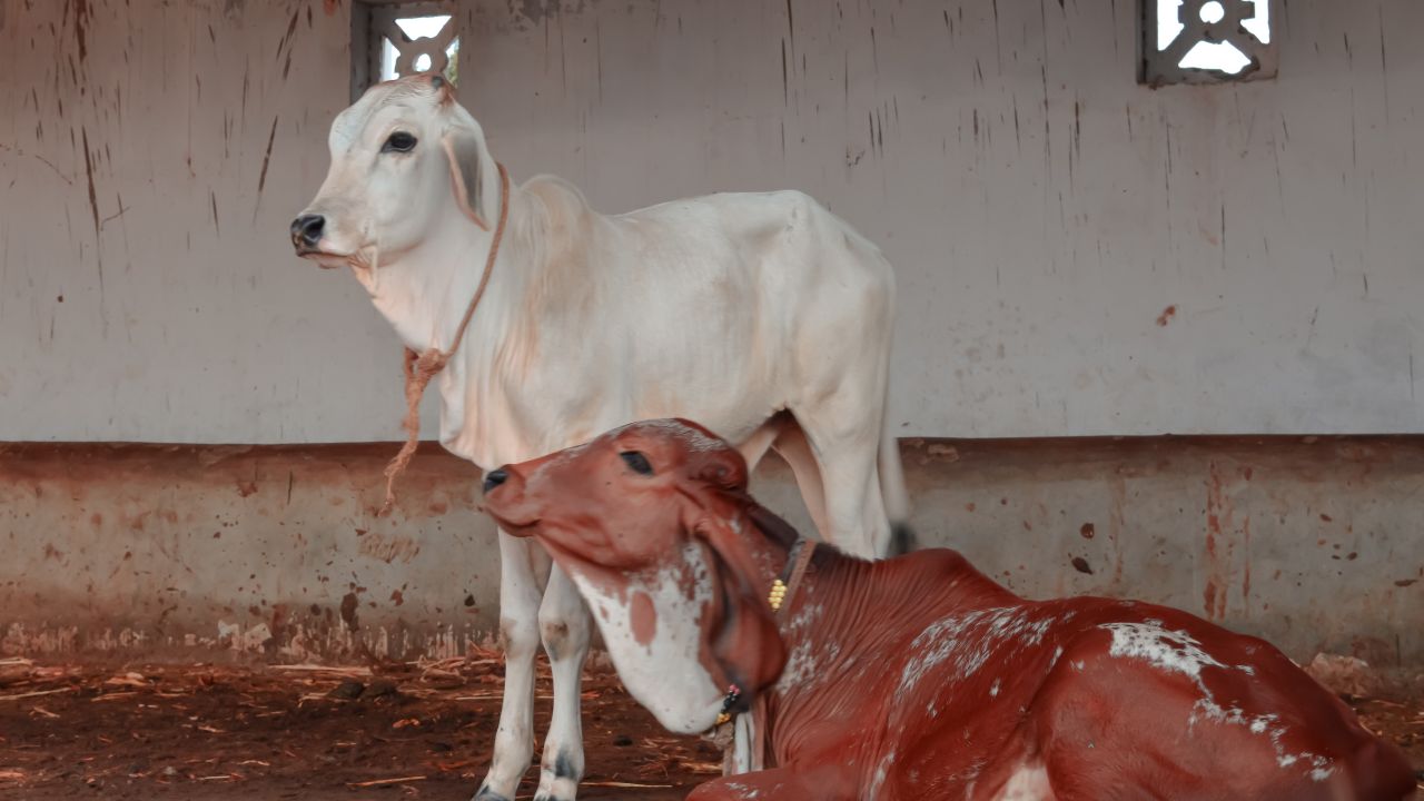 How To Protect Animals From Cold And Cold Wave Bihar Government Issues Easy And Important Advice