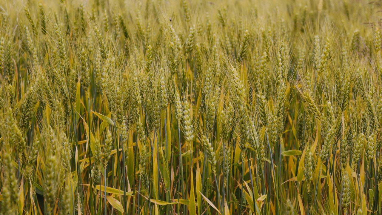 Falling Temperatures Increasing Yellowing Wheat Light Irrigation And Nutrition Be Great Benefit