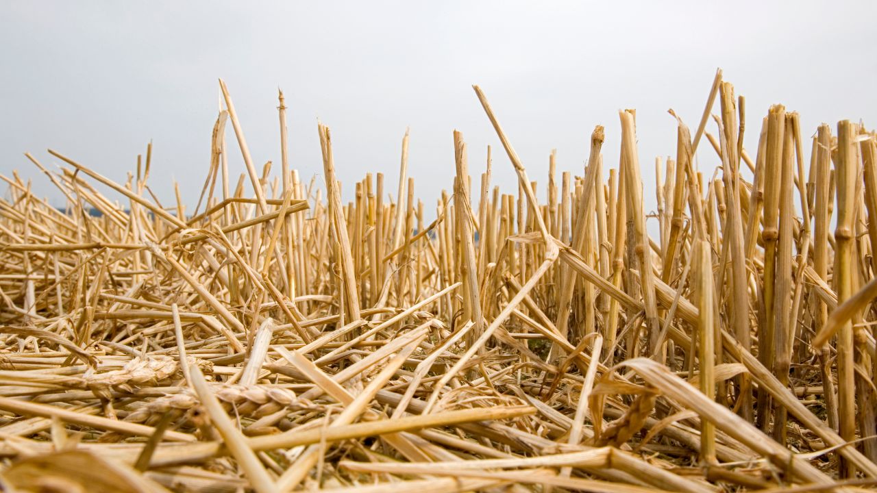 Paddy And Wheat Straw No Longer Burden It Now Become Easy Way Reduce Livestock Farmers Costs