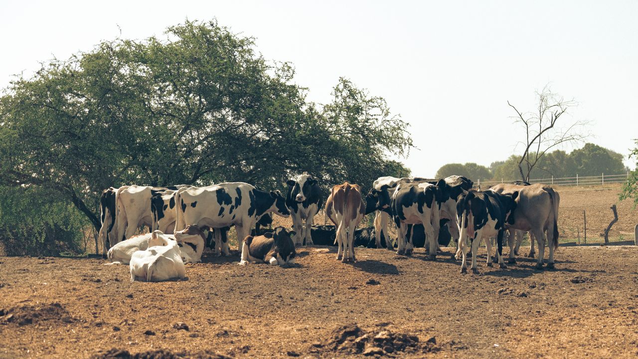 Department Reach Every Village Increase Milk Production Milk Prosperity Contact Campaign Is Starting From Today