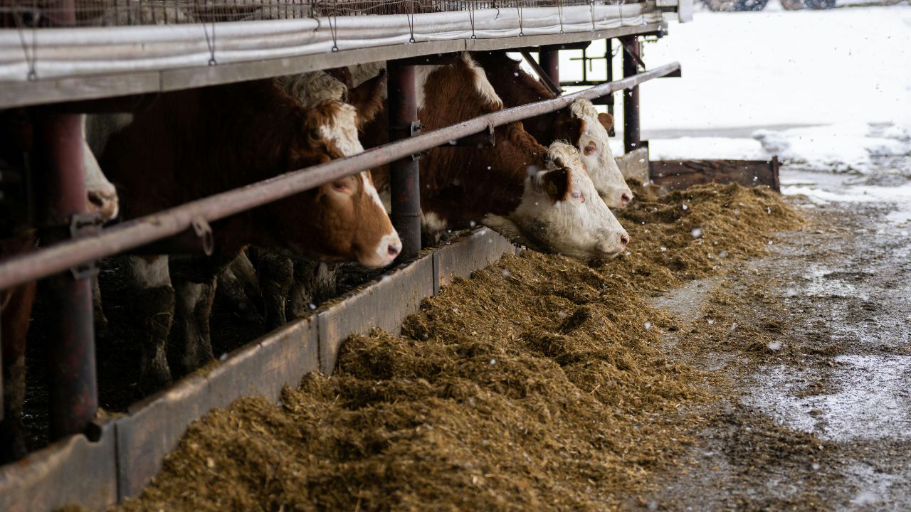 No More Worry About Milk Winter Feed This Green Fodder Along With Straw And Get Plenty Milk