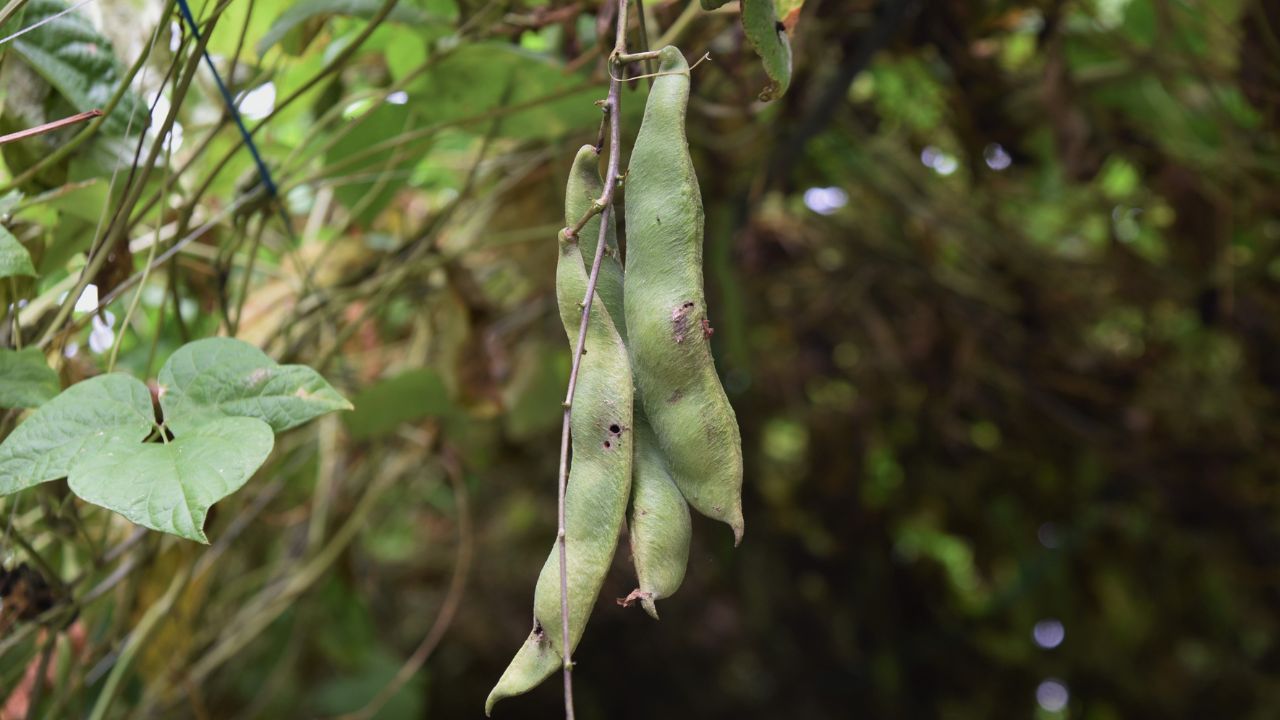 If You Want Profit In Farming Then Adopt Bean Cultivation An Easy Way Get More Yield Low Cost