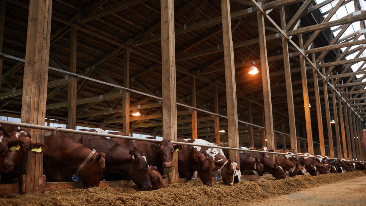 गांव में डेयरी बिजनेस का सुनहरा मौका.. MP सरकार दे रही 33 फीसदी सब्सिडी, ऐसे बदलें किस्मत