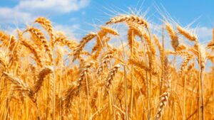 Wheat Crop : क्या है बासी बीज क्यारी तकनीक? Wheat Crop : क्या है बासी बीज क्यारी तकनीक?