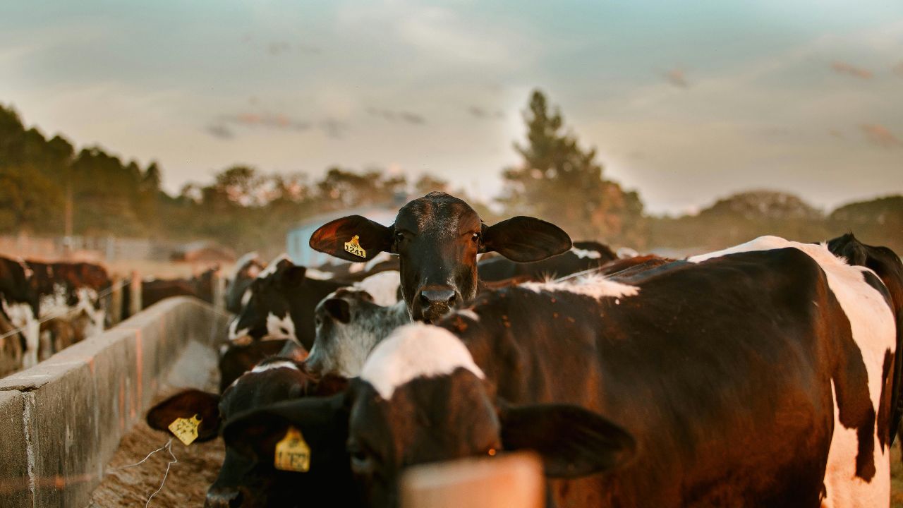 Dairy Business Start With 25 Cows And Buffaloee Government Giving Subsidy Worth Lakhs Know About Kamdhenu Yojana